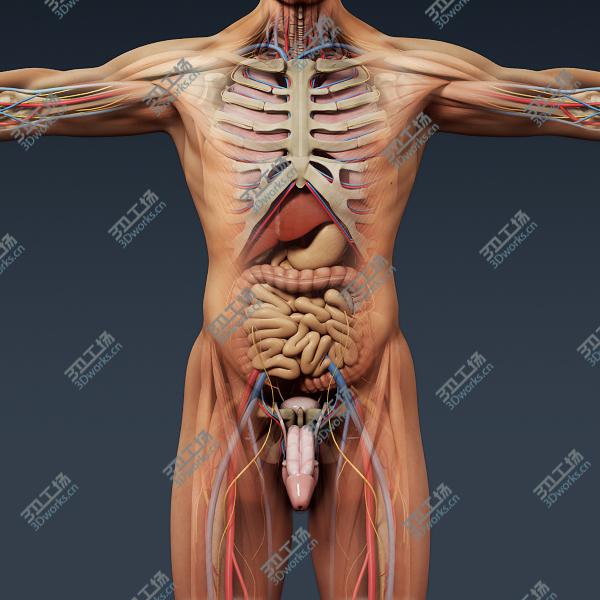 images/goods_img/20210319/Human Male Anatomy - Body, Muscles, Skeleton and Internal Organs/3.jpg